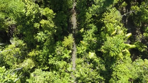 FOREST 61 Stock Footage 297734662