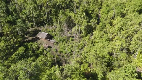 FOREST 62 Stock Footage 297734626