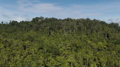 FOREST 63 Stock Footage 297734848