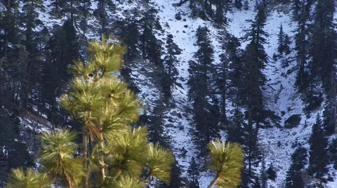 The Forest 63 - HD Stock Footage 134065