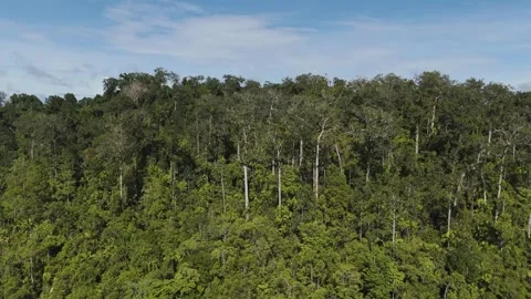 FOREST 64 Stock-Footage 297734625