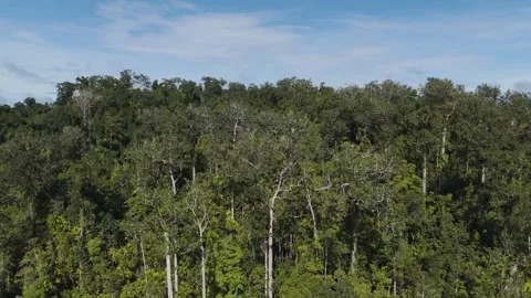 FOREST 65 Stock Footage 297735073