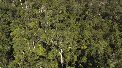 FOREST 67 Stock Footage 297735250