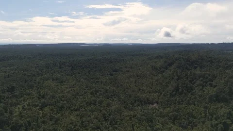 FOREST 68 Stock Footage 297735241