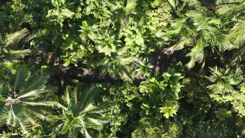 FOREST 69 Stock-Footage 297735385