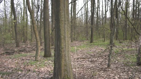 Forest 7 Vídeos de archivo 127120301