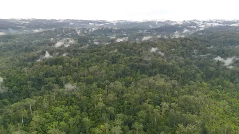 FOREST 7 Stock Footage 297736722