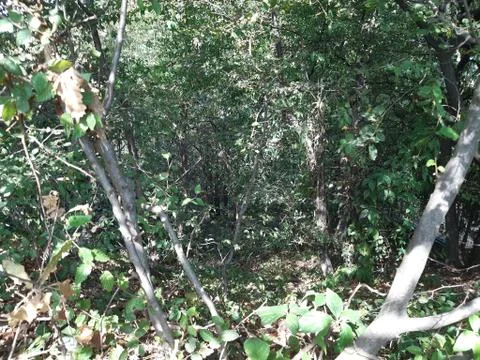 Forest 7 Stock Photos