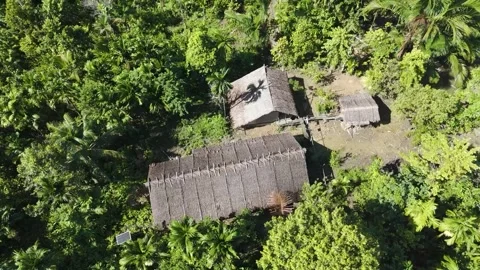 FOREST 70 Stock Footage 297735361