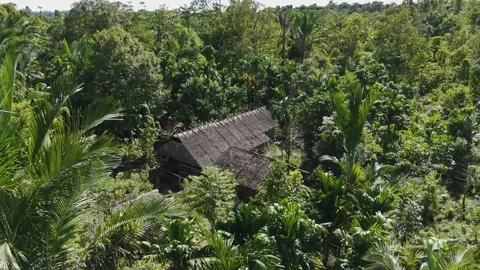 FOREST 72 Stock Footage 297735588