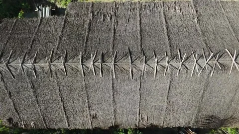 FOREST 74 Stock Footage 297735764