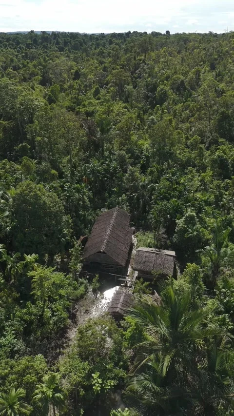 FOREST 77 Stock Footage 297735871