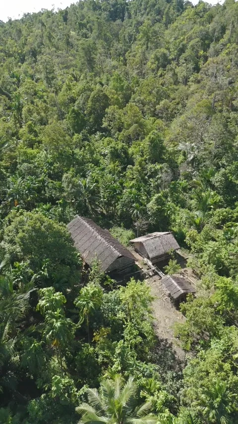 FOREST 78 Stock Footage 297735866