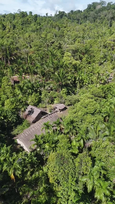 FOREST 79 Stock Footage 297735919