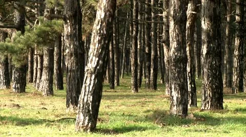 Forest 8 Stock Footage 10678900