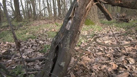 Forest 8 Vídeos de archivo 127120300