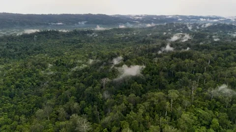 FOREST 8 Stock Footage 297736772