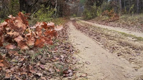 Forest 8 hd Stock Footage 220039478