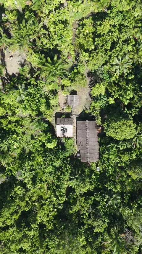 FOREST 80 Stock-Footage 297735883