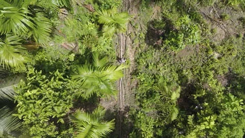 FOREST 83 Stock Footage 297736256