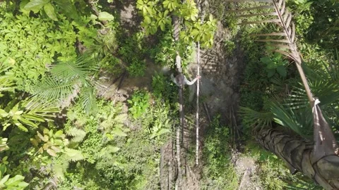 FOREST 84 Stock Footage 297736190