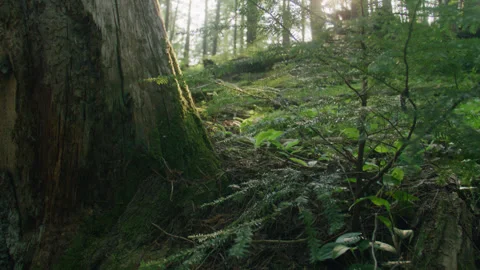 Forest 9 動画素材 262021703