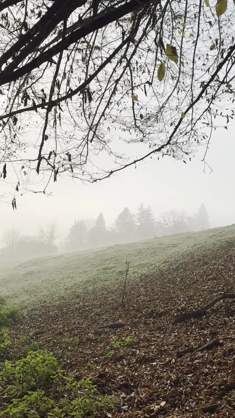 Forest 9 Stock Footage 291293814