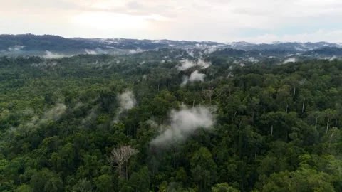 FOREST 9 Stock Footage 297736750