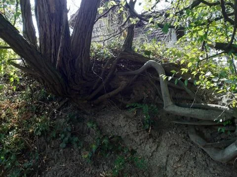 Forest 9 Stock Photos