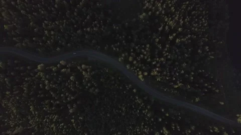 Forest in Abkhazia at sunset time. Stock Footage 150109124