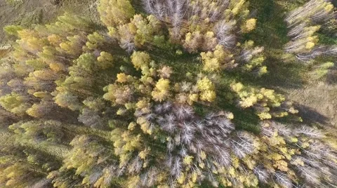 Forest from above, aerial shot Stock Footage 68614337