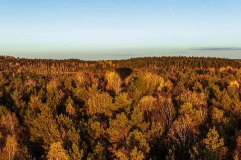 Forest from above with balloon shadow Stock Photos