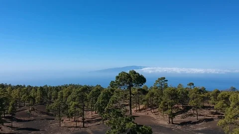 A forest above the clouds in Tenerife Video stock 88190902