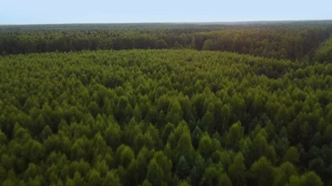 Forest from above, drone shot Stock Footage 158775598