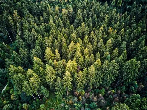 Forest from above in evening light, droneshot/ aerial Stock Photos