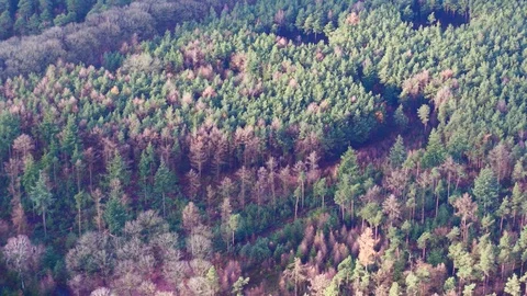 Forest from above 動画素材 94826847
