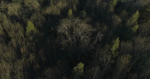 Forest from above Stock Footage 113994307