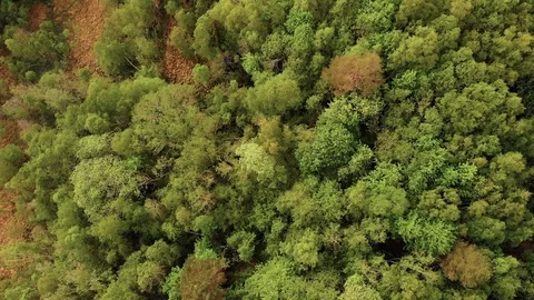 Forest from above Stock Footage 124838350