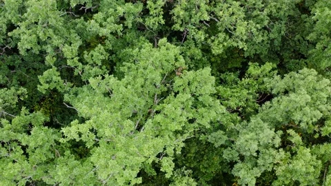 Forest from above Video stock 136809159