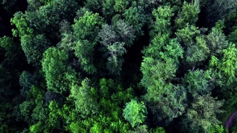 Forest from above Stock Footage