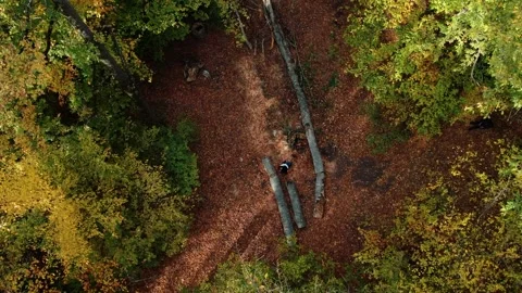 In the forest, from above Video stock 173421470