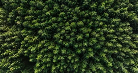 Forest from above Stock Footage 247793562
