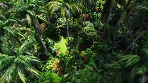 Forest from above Stock Footage 340168395