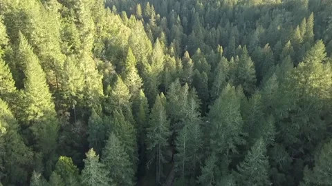 Forest from Above (Nature) Stock Footage 156470364