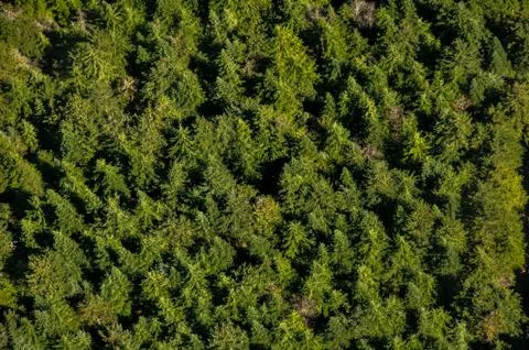 Forest from above Stock Photos