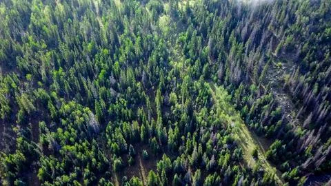 Forest from above Stock Photos