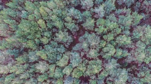 Forest from above Stock Photos