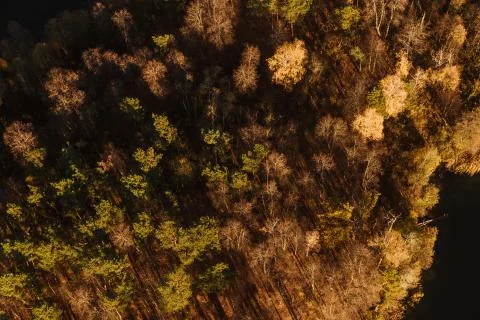 Forest from above Foto stock