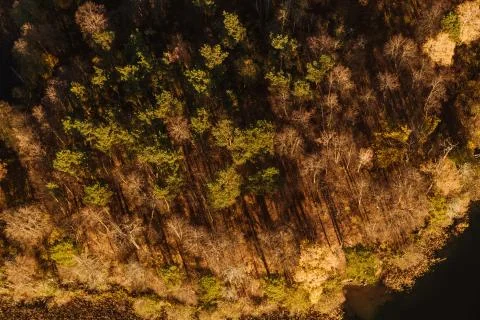 Forest from above Foto stock