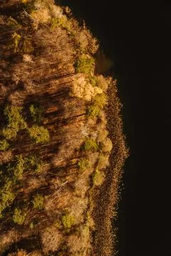 Forest from above Stock Photos